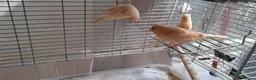 Canaries birds for sale: 3 young canaries hatched on 24.02.26 - Advert 13