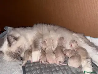 Ragdoll cats Purebred Ragdoll Kittens for Sale - Advert 1