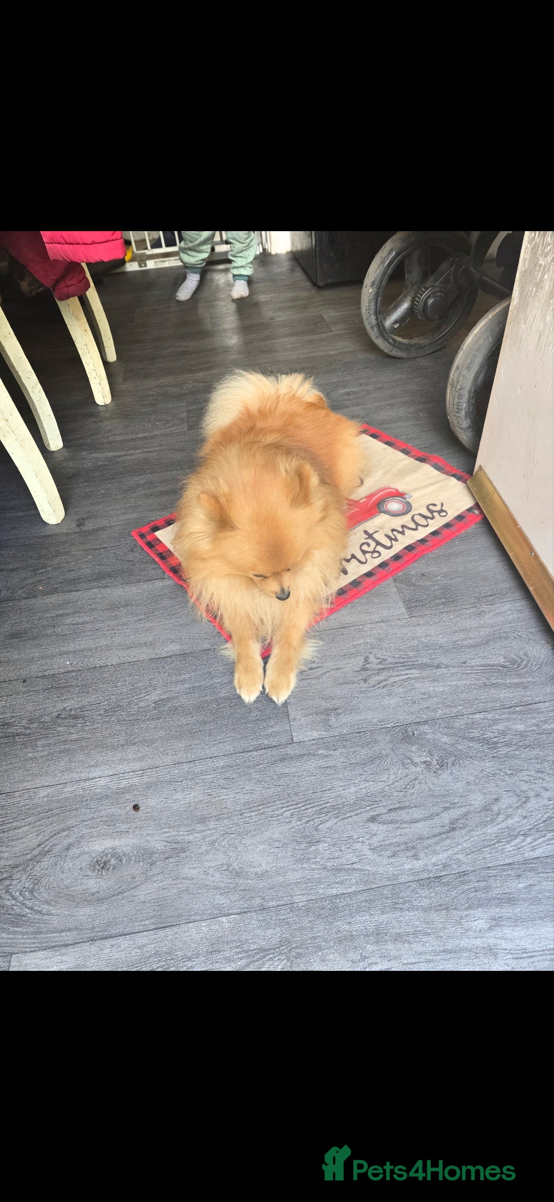 Pomeranian dogs for sale: Pomeranian puppies for sale - Advert 10