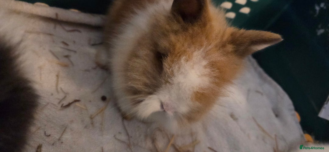 Lionhead rabbits for sale: 4 beautiful baby purebred lionhead rabbits  - Advert 3