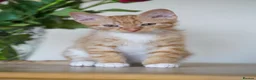 Mixed Breed cats for sale: Beautiful 12‑Week‑Old Kittens Ready for Homes - Advert 2
