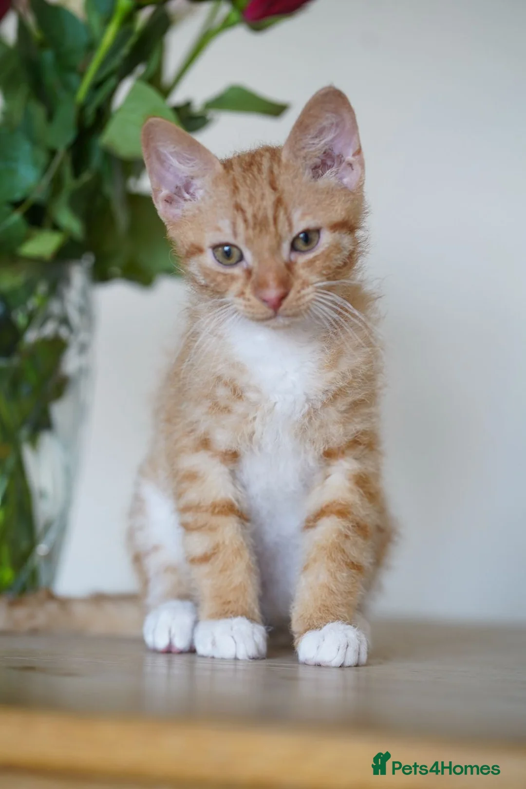 Mixed Breed cats for sale: Beautiful 12‑Week‑Old Kittens Ready for Homes - Advert 2