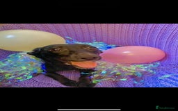 Mixed Breed dogs for sale: 2 year old female Dollie  - Image 3
