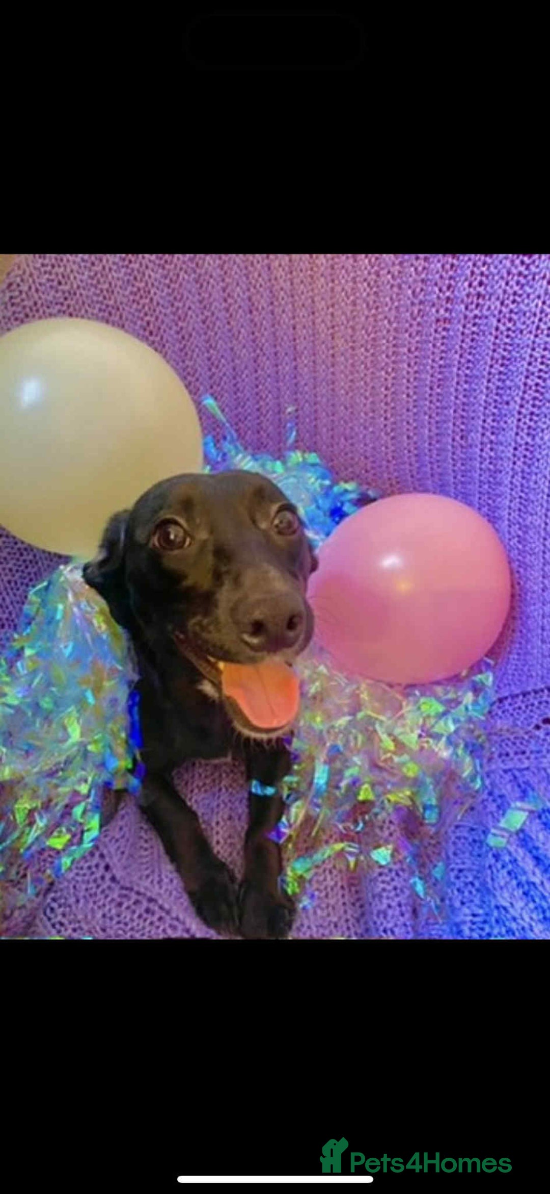 Mixed Breed dogs for sale: 2 year old female Dollie  - Image 3