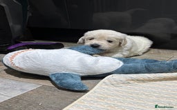 Golden Retriever dogs for sale: Gorgeous KC Reg Golden Retriever Puupies - Image 2