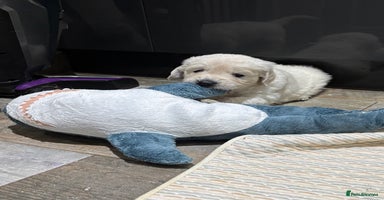 Golden Retriever dogs - Advert 3