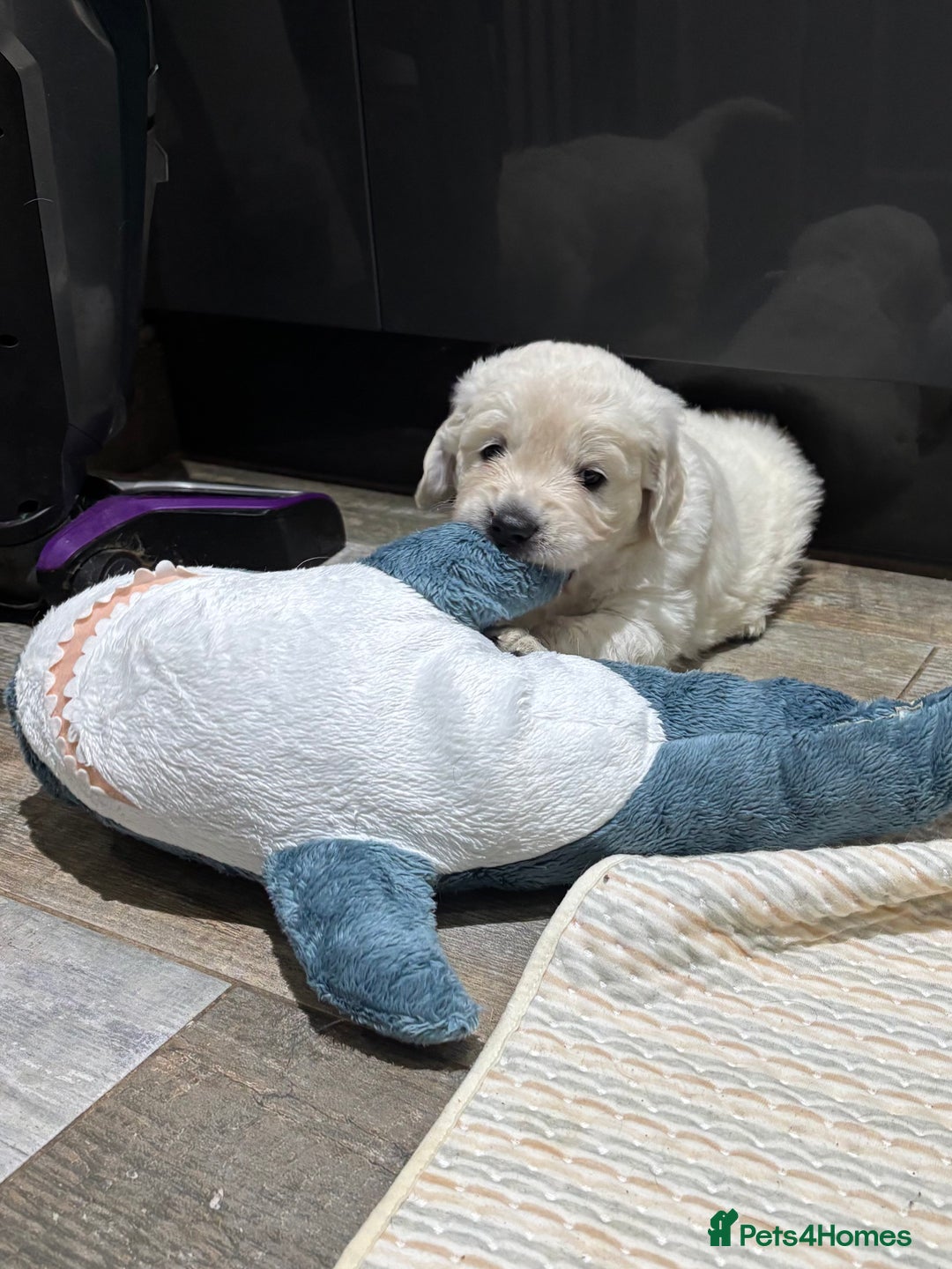 Golden Retriever dogs for sale: Gorgeous KC Reg Golden Retriever Puupies - Image 2