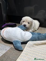 Golden Retriever dogs - Advert 3