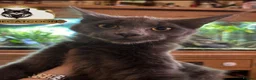 Maine Coon cats for sale: Last girl ACTIVE registered TICA maine coon. - Advert 4