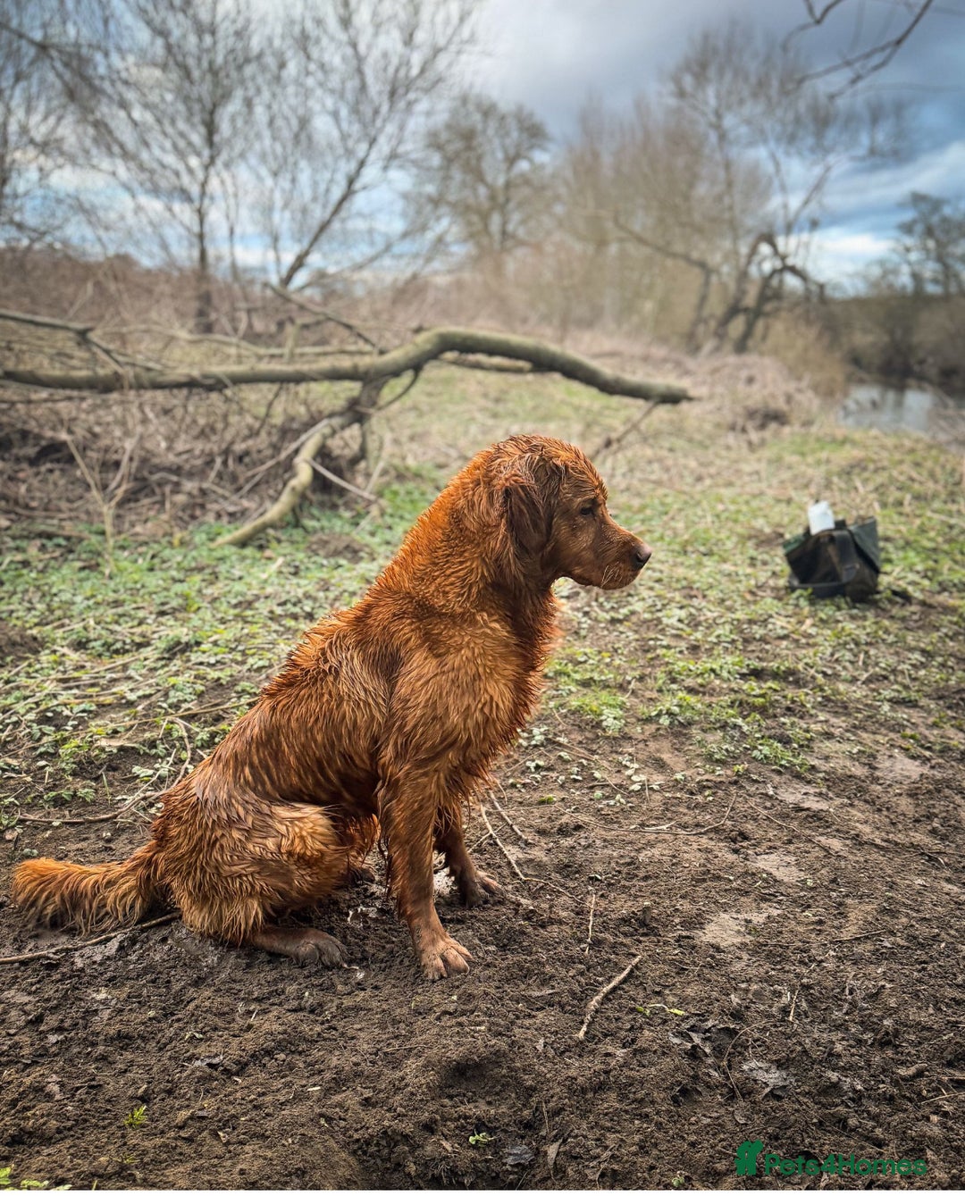 Golden Retriever dogs for stud: STUNNING NORWEGIAN IMP GOLDEN RETRIEVER FOR STUD  in Durham - Image 6