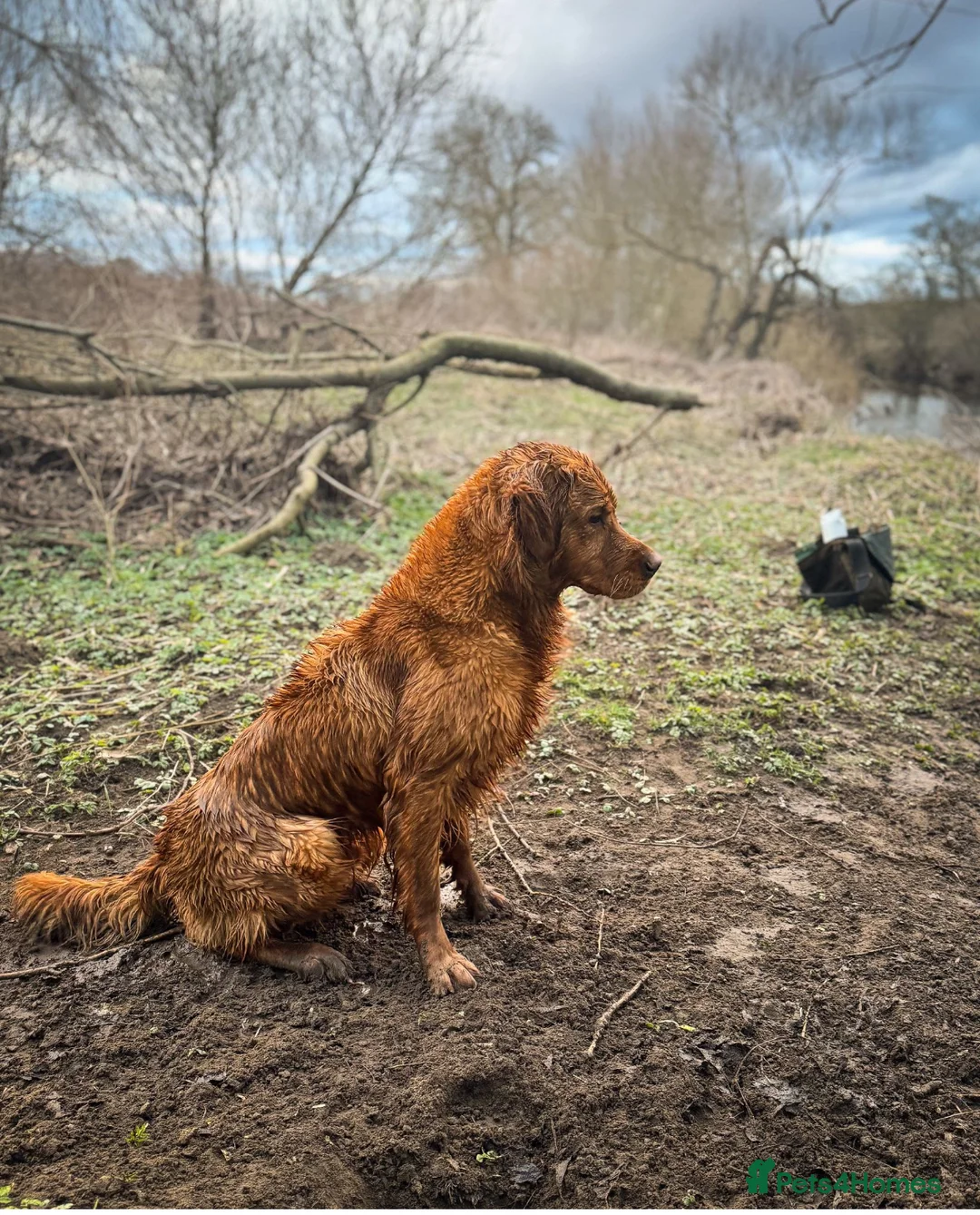 Golden Retriever dogs for stud: STUNNING NORWEGIAN IMP GOLDEN RETRIEVER FOR STUD  in Durham - Advert 6
