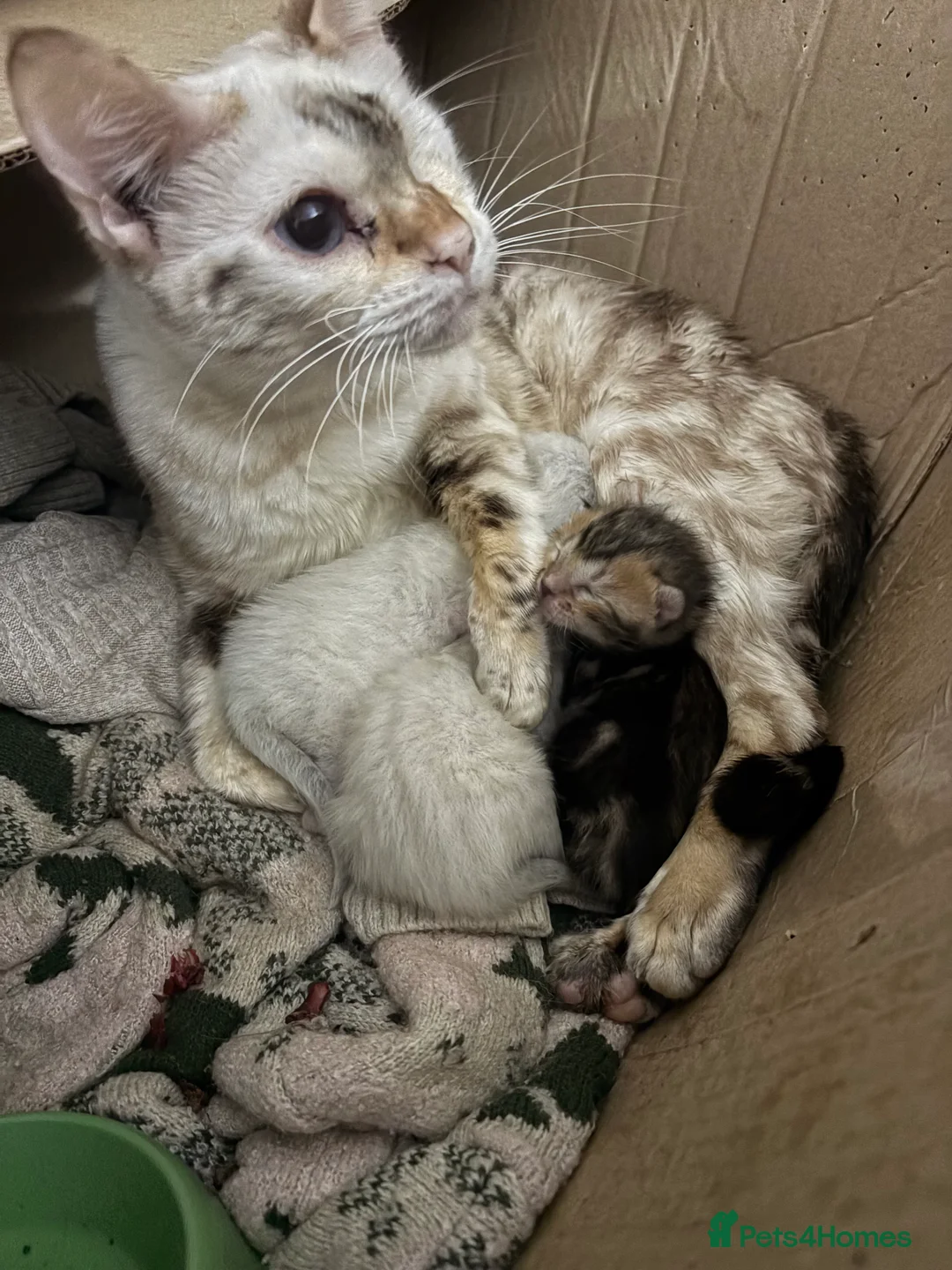 Bengal cats for sale: Snow spotted seal lynx bengals - Advert 1