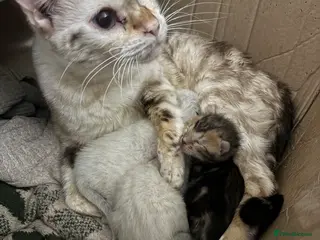 Bengal cats Snow spotted seal lynx bengals - Advert 1