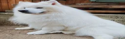 Samoyed dogs for stud: Elite Samoyed Stud - World Class Pedigree KC Reg. - Advert 2