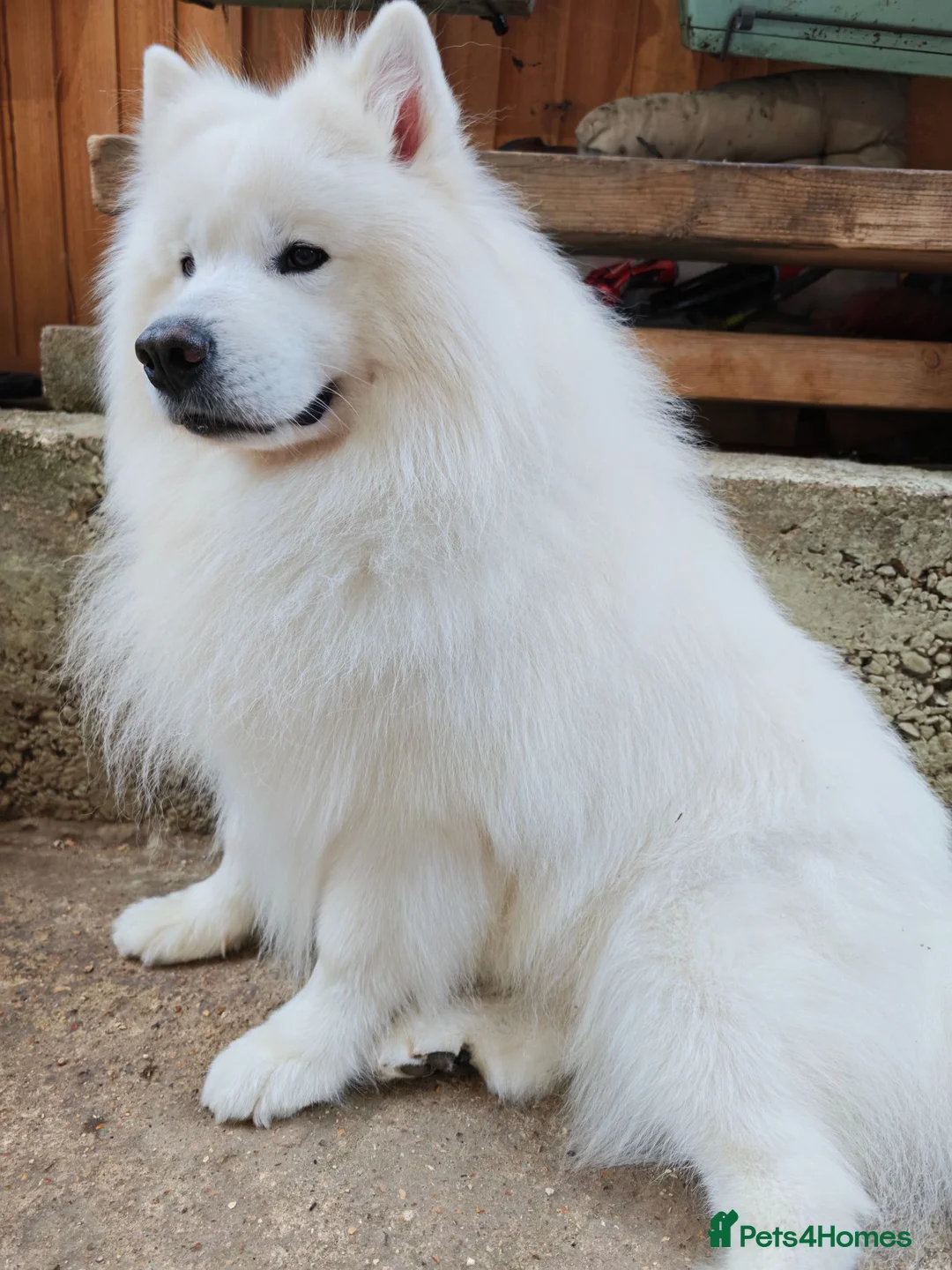 Samoyed dogs for stud: Elite Samoyed Stud - World Class Pedigree KC Reg. - Advert 2