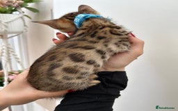 Bengal cats for sale: Gorgeous Pure Bengal Kittens Ready To Go! ❤️ - Image 31