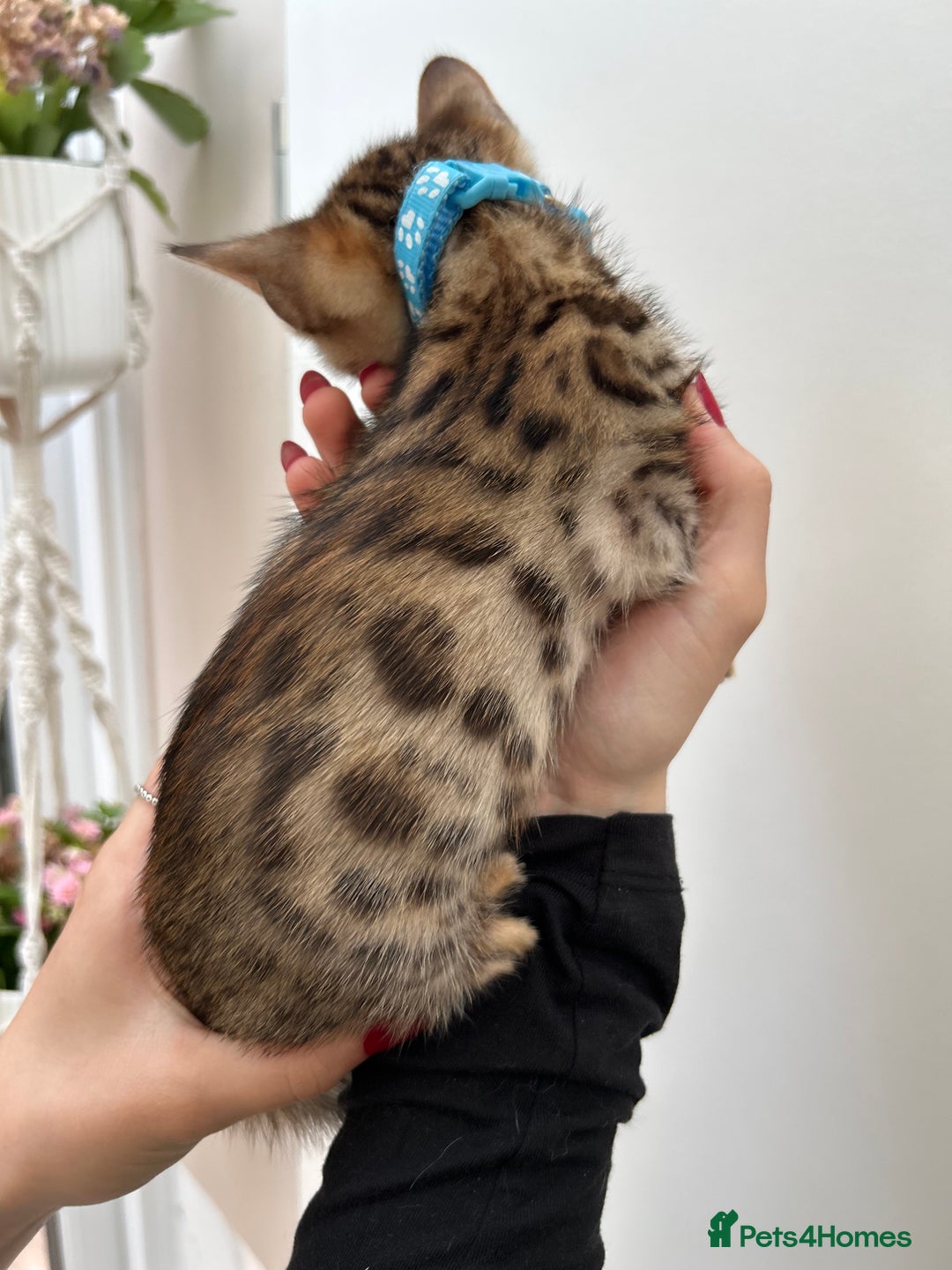 Bengal cats for sale: Gorgeous Pure Bengal Kittens Ready To Go! ❤️ - Image 31