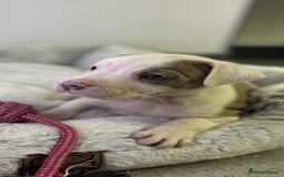 Staffordshire Bull Terrier dogs for sale: Ready now !! - Image 29