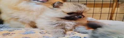 Pomeranian dogs for sale: 1 girl left - KC registered pomeranian puppies - Advert 37
