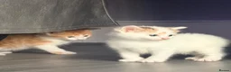 Mixed Breed cats for sale: 5 mixed colour kittens for sale - Advert 28