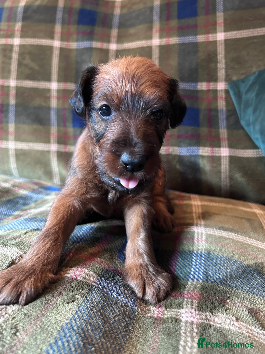 Irish Terrier dogs for sale: Male Irish Terrier Puppies - Image 2
