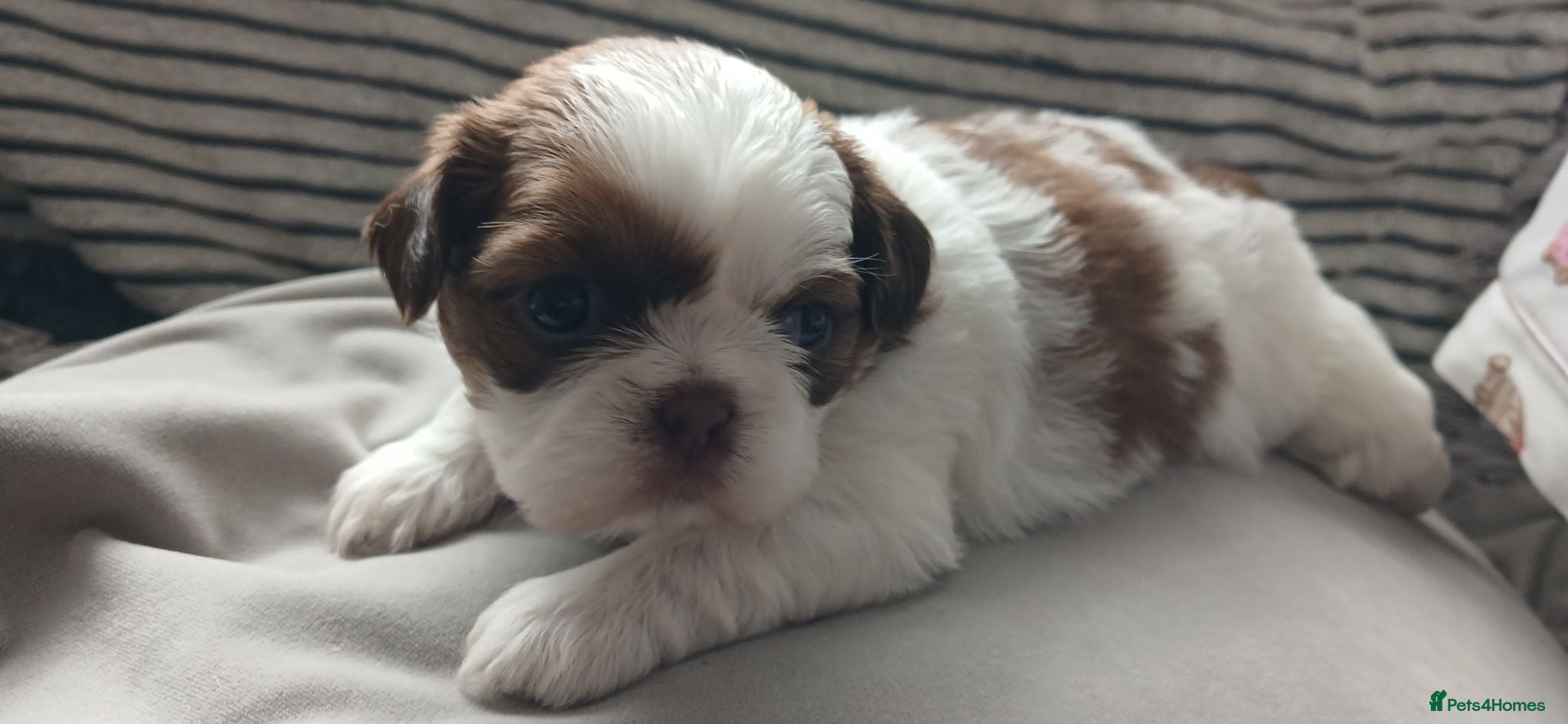 Shih Tzu dogs Beautiful  shihtzu  - Advert 1