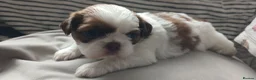 Shih Tzu dogs for sale: Beautiful  shihtzu  - Advert 9