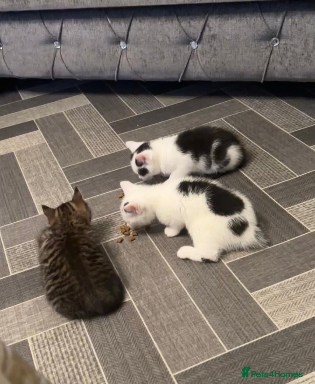 Mixed Breed cats for sale: Mix breed - Advert 6