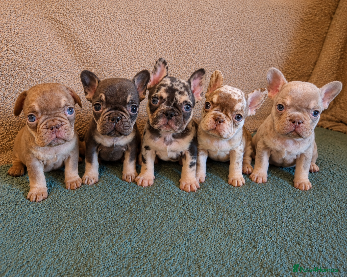 French Bulldog dogs KC FRENCH BULLDOG PUPS AVAILABLE  - Advert 13