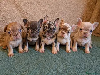 French Bulldog dogs KC FRENCH BULLDOG PUPS AVAILABLE - Advert 13