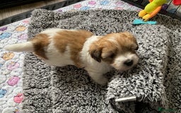 Coton De Tulear dogs for sale: Coton de Tulear Girls - Image 2