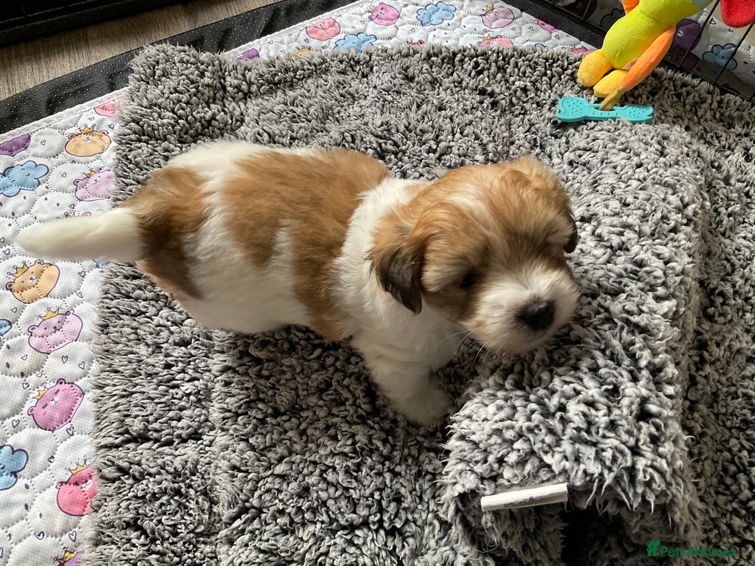Coton De Tulear dogs for sale: Coton de Tulear Girls - Image 2