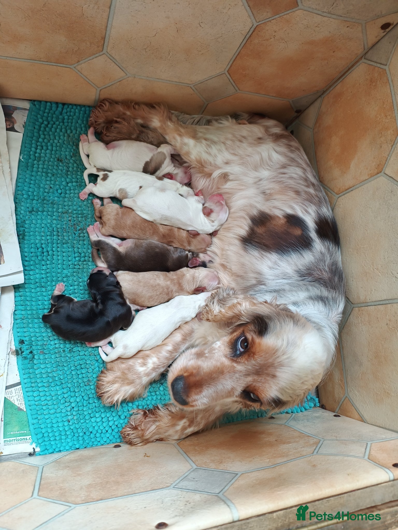 Cockapoo dogs Beautiful Cockerpoo puppies - Advert 1