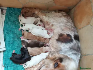 Cockapoo dogs Beautiful Cockerpoo puppies - Advert 1