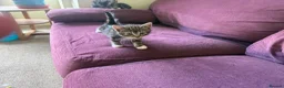 Mixed Breed cats for sale: Beautiful tabby and black kittens-  £150 ready now in Barnstaple - Advert 3