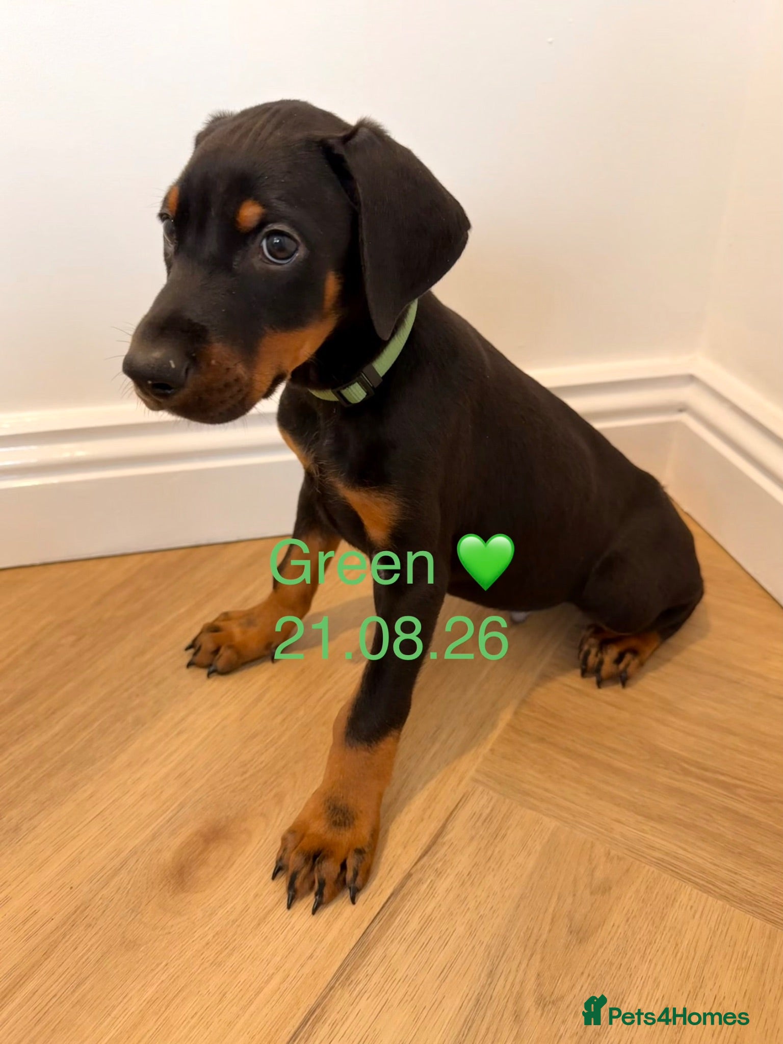 Dobermann dogs ⭐ READY NOW ⭐ Beautiful Doberman Puppies for sale  - Advert 6