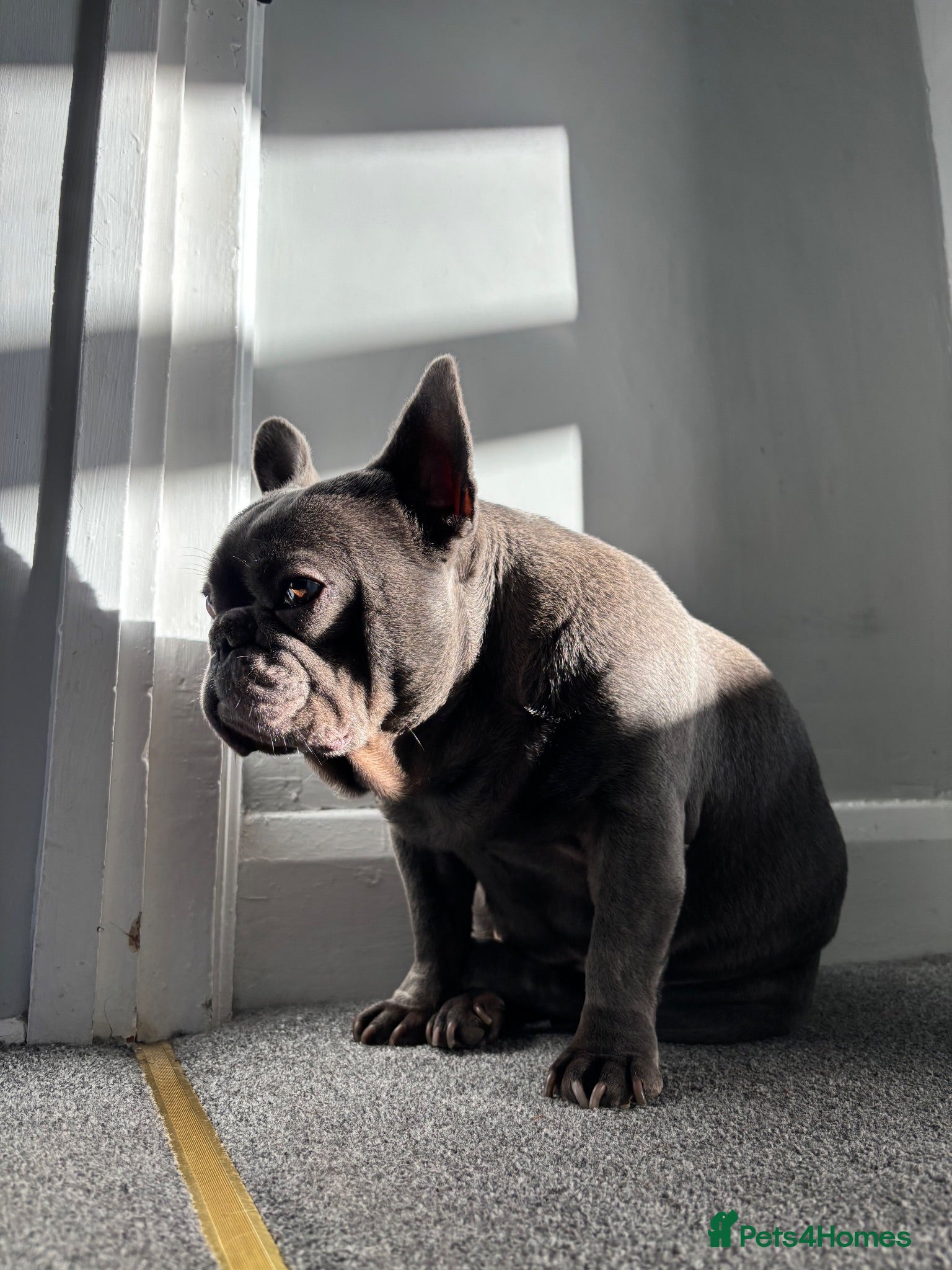 French Bulldog dogs Winnie requires her forever home (immigration) - Advert 2