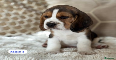 Beagle dogs - Advert 2