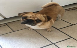 Pug dogs for sale: Merle pug puppies all carry the  Fluffy gene 💙🤍 - Image 6