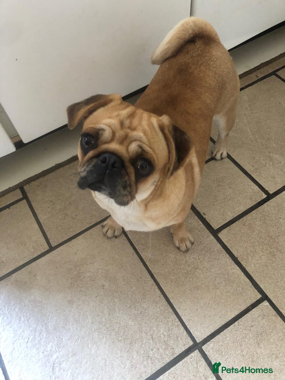 Pug dogs for sale: Merle pug puppies all carry the  Fluffy gene 💙🤍 - Image 6