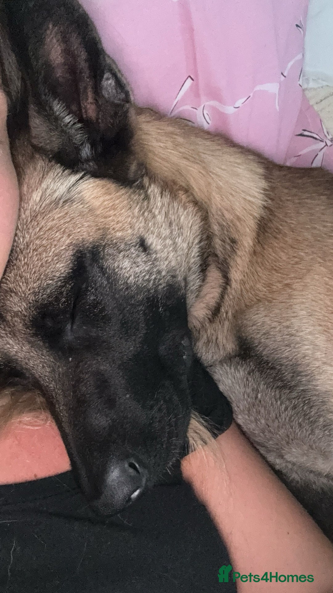 Belgian Shepherd Dog dogs for sale: 10 gorgeous Belgian Malinois pups - Advert 30