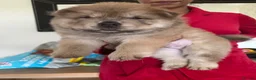Chow Chow dogs for sale: Chow Chow Male Puppy – Blue Fawn - Advert 10
