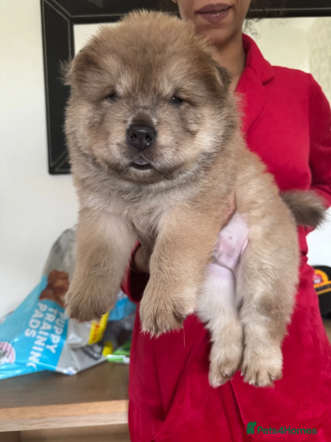 Chow Chow dogs for sale: Chow Chow Male Puppy – Blue Fawn - Advert 10