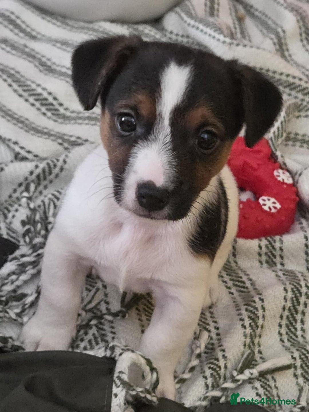 Jack Russell dogs for sale: Jack Russell pups - Image 32