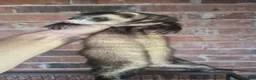 Ferret rodents for sale: Ferrets European polecat hob and polecat jill  - Advert 10
