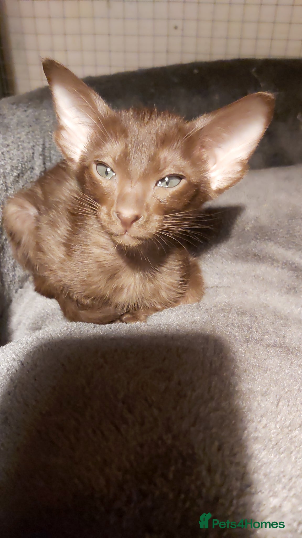 Oriental cats Pedigree Oriental 1 GIRL XL size ears GCCF£1300 - Advert 12