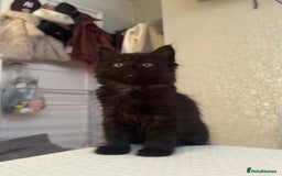 Ragdoll cats for sale: Ragdoll/domestic kitten  - Advert 2