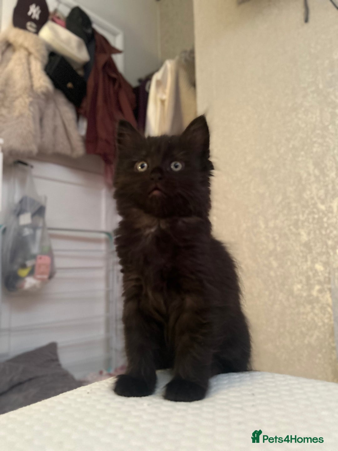 Ragdoll cats for sale: Ragdoll/domestic kitten  - Advert 2