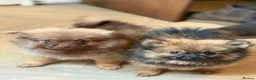Pomeranian dogs for sale: Pomeranian puppies x 2boys  - Advert 4