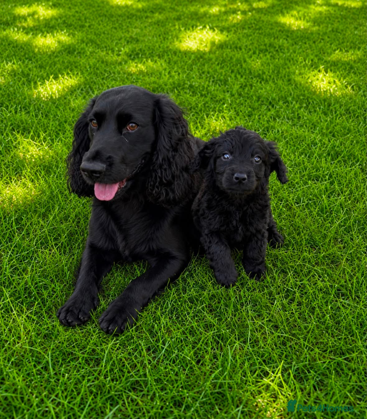 Cocker Spaniel dogs Cocker spaniel - Advert 2